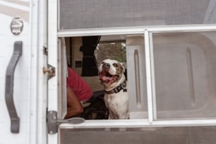 a dog is looking out the window of a truck