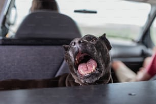 Un perro bosteza mientras está sentado en el asiento trasero de un automóvil