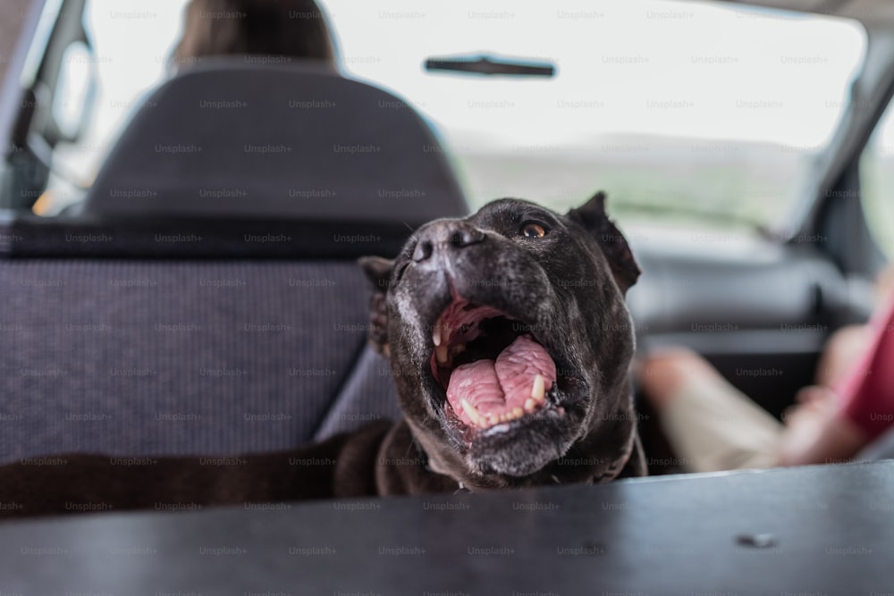 a dog yawns while sitting in the back seat of a car