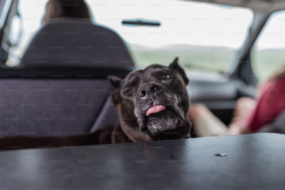 Un cane seduto sul sedile posteriore di un'auto