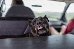 um cachorro sentado no banco de trás de um carro