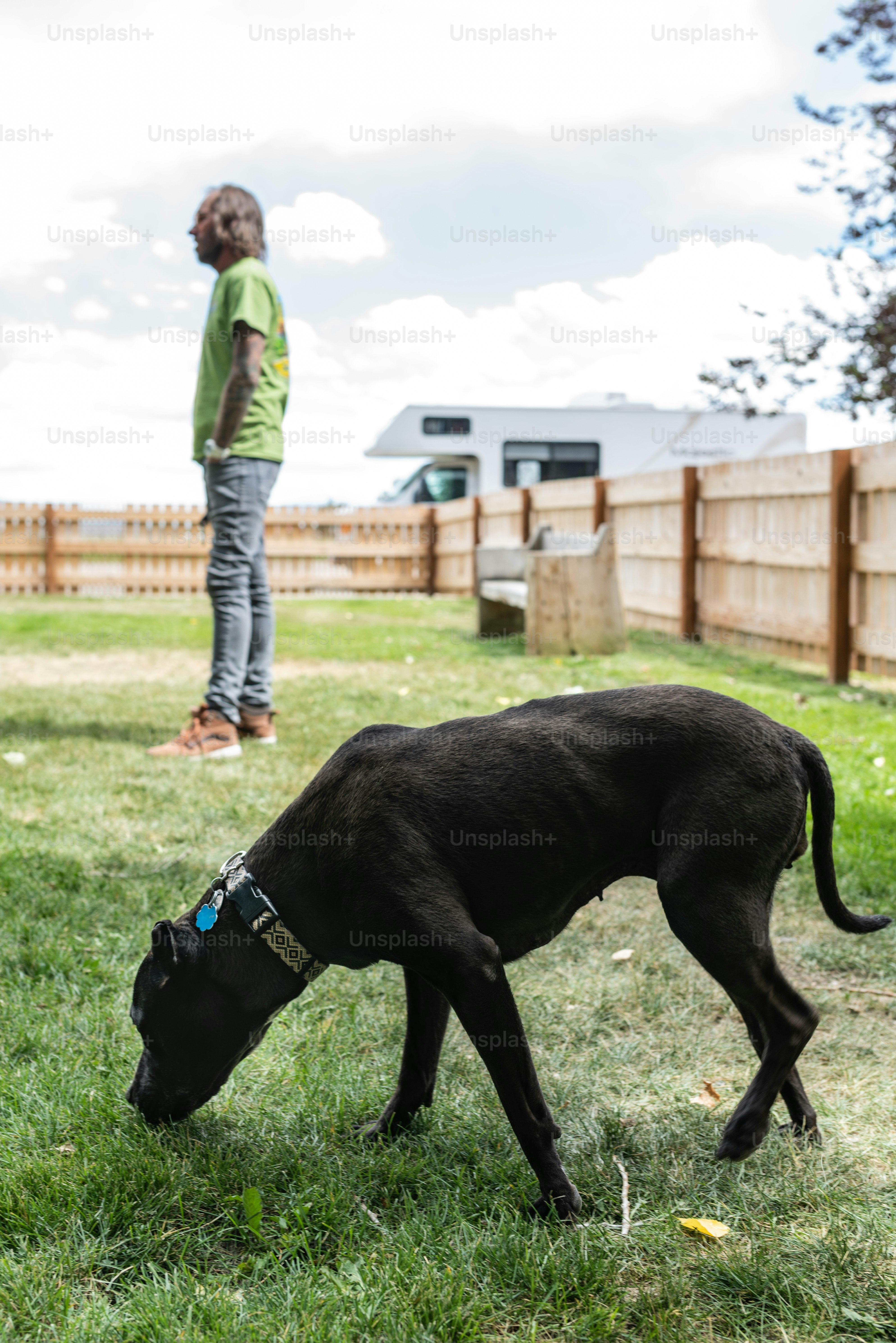 Ein schwarzer Hund, der Gras in einem Garten frisst