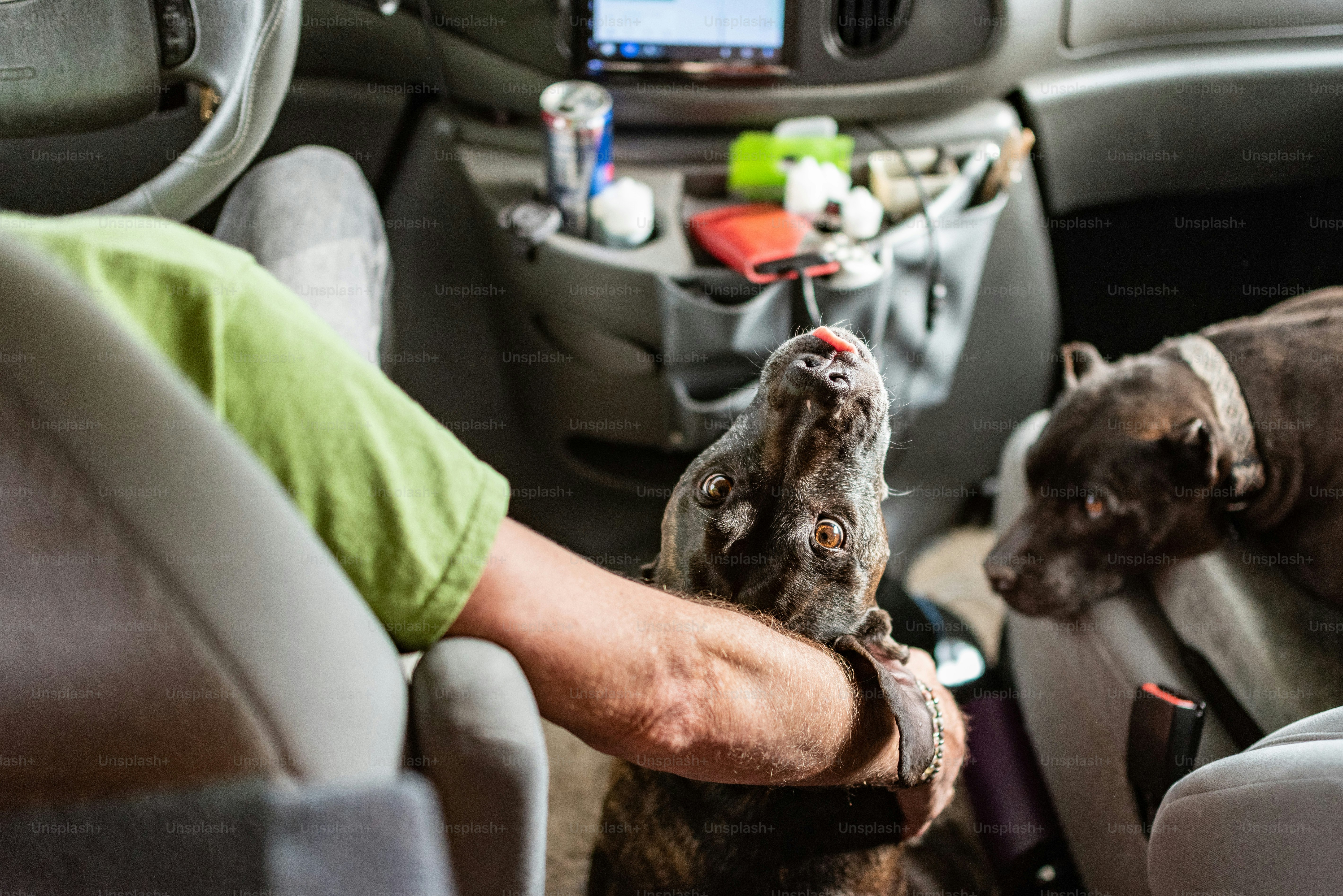 a person holding a dog in their lap in a car