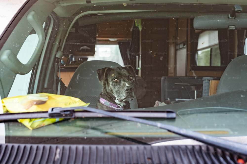 a dog sitting in the back of a truck