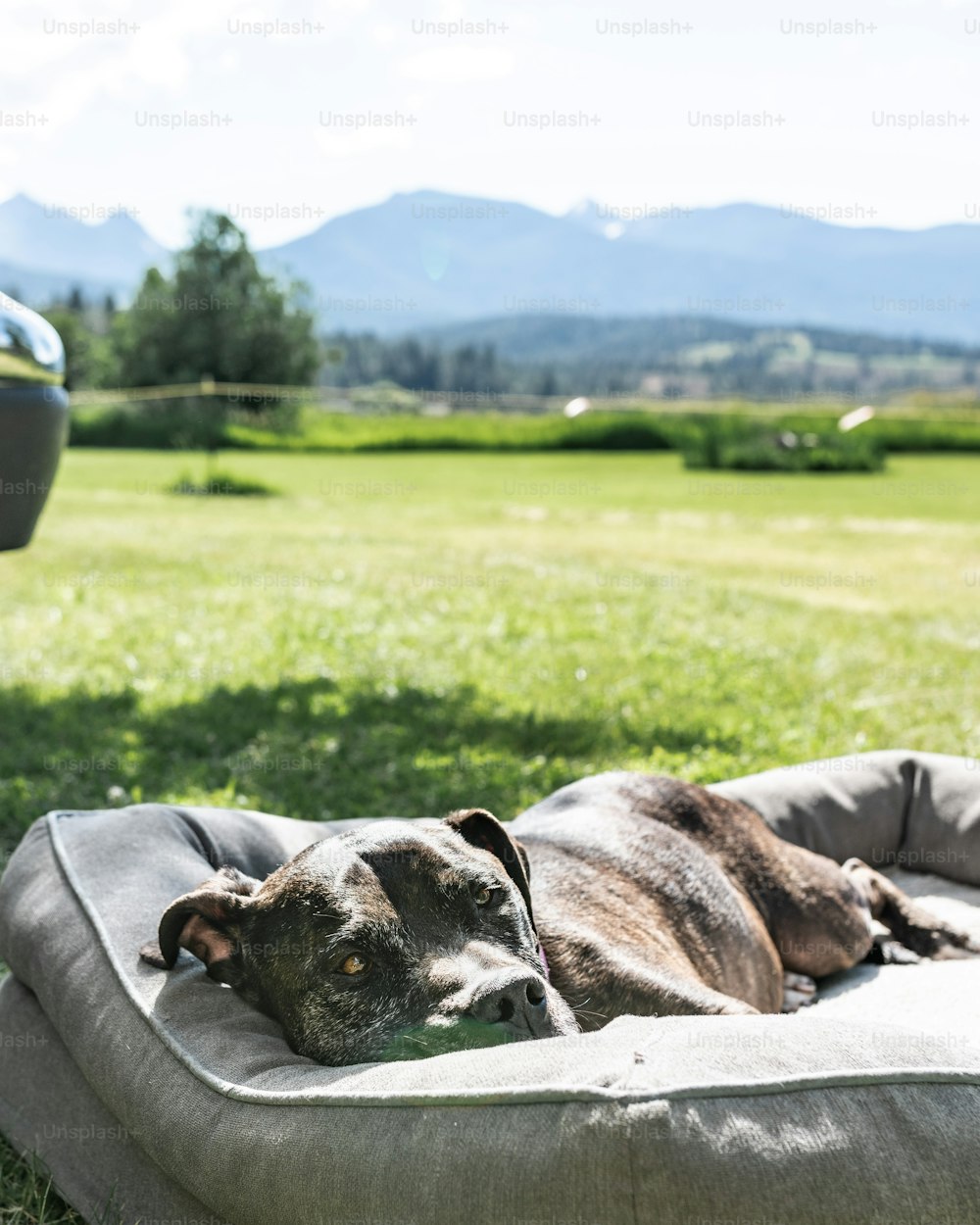 a dog laying on a dog bed in the grass