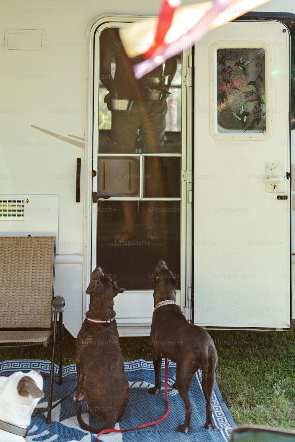 two dogs sitting on a rug in front of a trailer