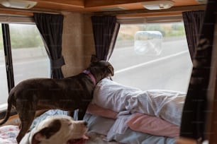 a couple of dogs standing on top of a bed