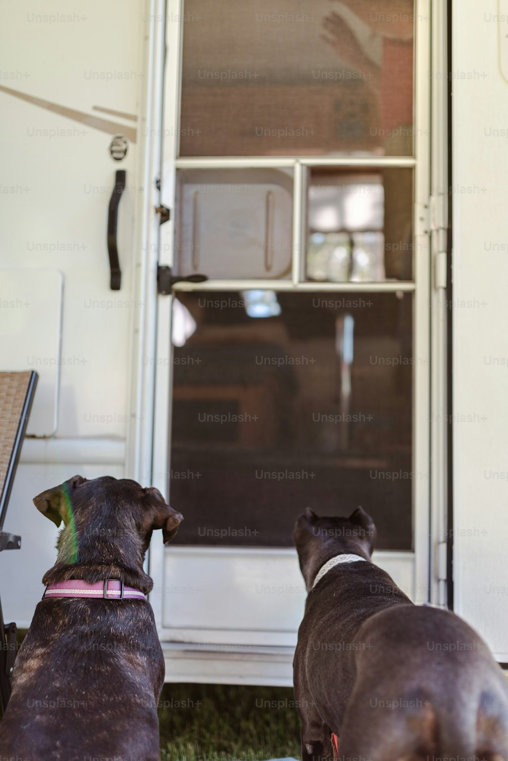 a couple of dogs standing in front of a door