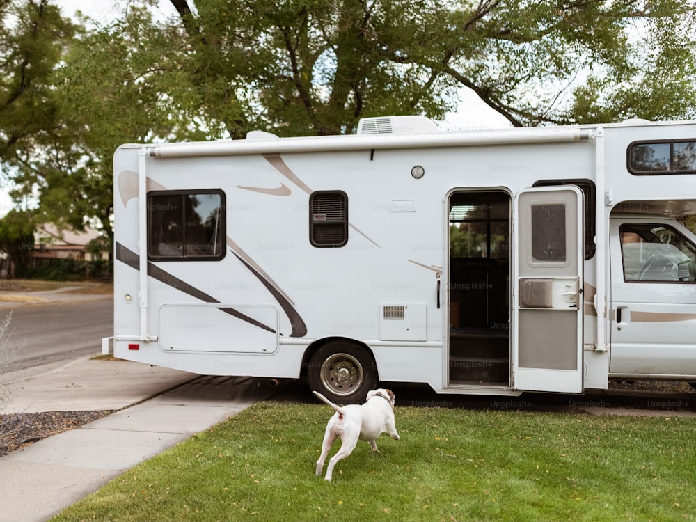 a white dog standing in front of a motor home