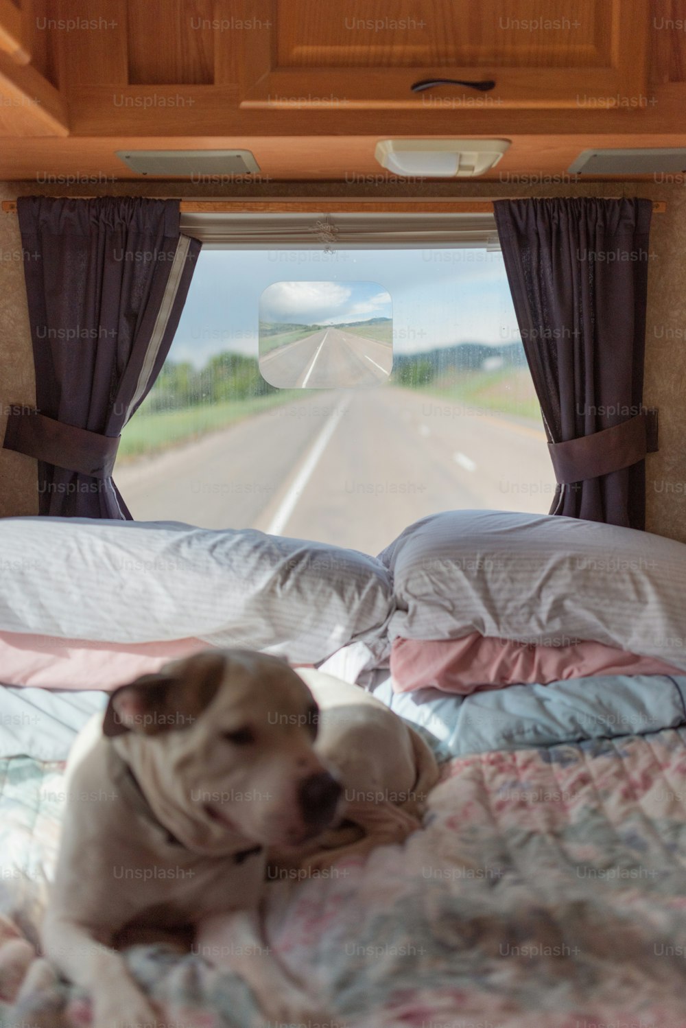 a dog laying on a bed in a trailer