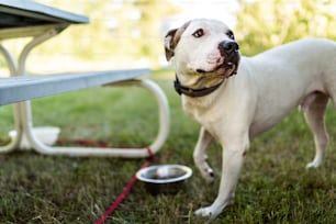 Un cane in piedi accanto a un tavolo da picnic