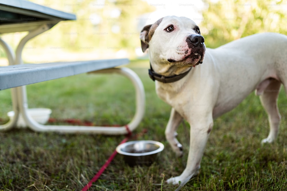 a dog standing next to a picnic table