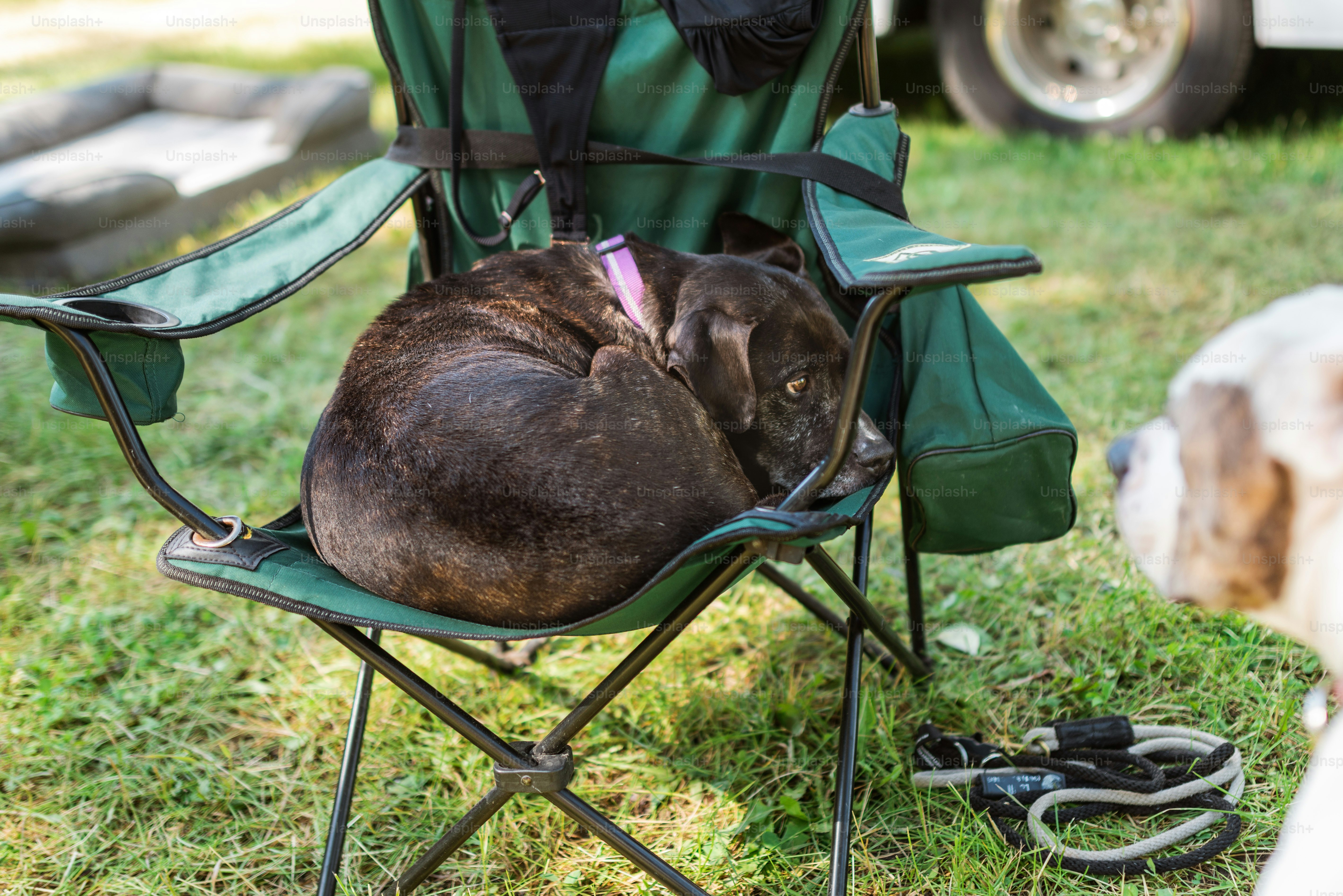 a dog sitting in a lawn chair next to a dog