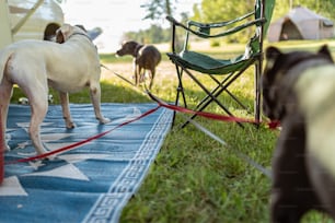 a dog standing next to a chair on top of a blue blanket