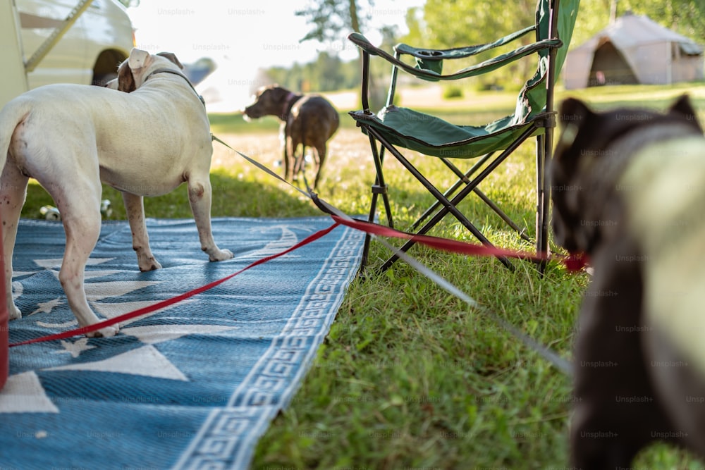 a dog standing next to a chair on top of a blue blanket