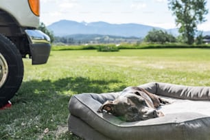 a dog laying on a dog bed in the grass
