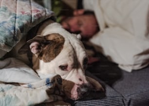 Un perro acostado encima de una cama junto a una persona