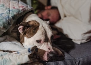 a dog laying on top of a bed next to a person