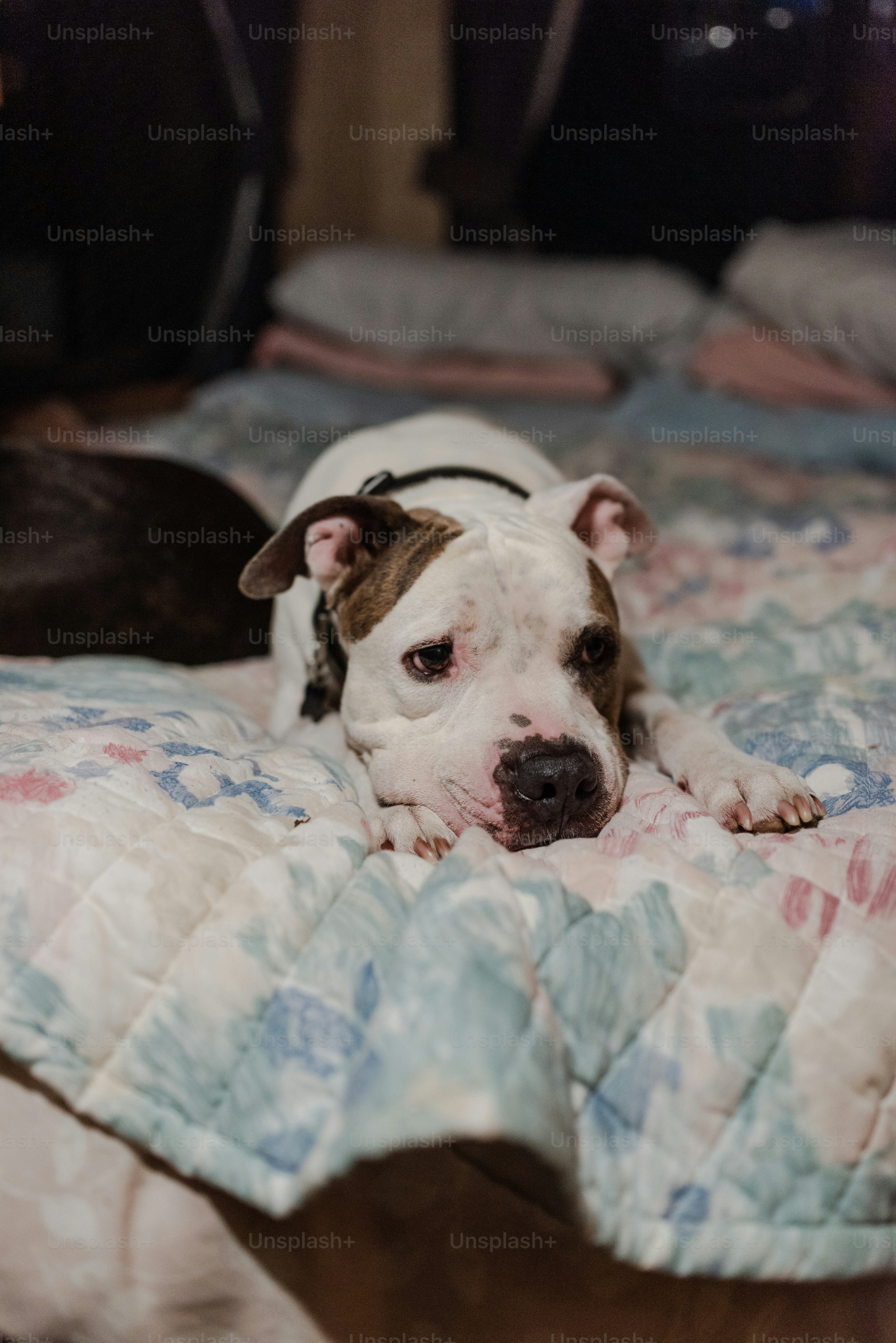 a dog laying on top of a bed next to another dog