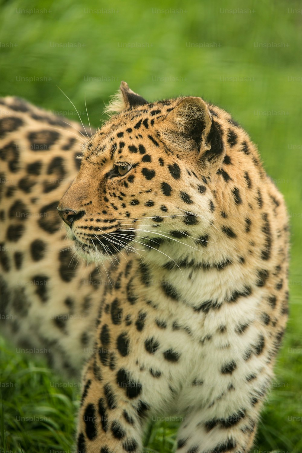 Splendido ritratto ravvicinato di Jaguar panthera onca in un paesaggio colorato e vibrante