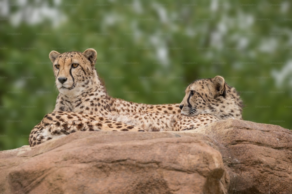 Atemberaubendes intimes Porträt von Cheetah Acinonyx Jubatus in farbenfroher Landschaft