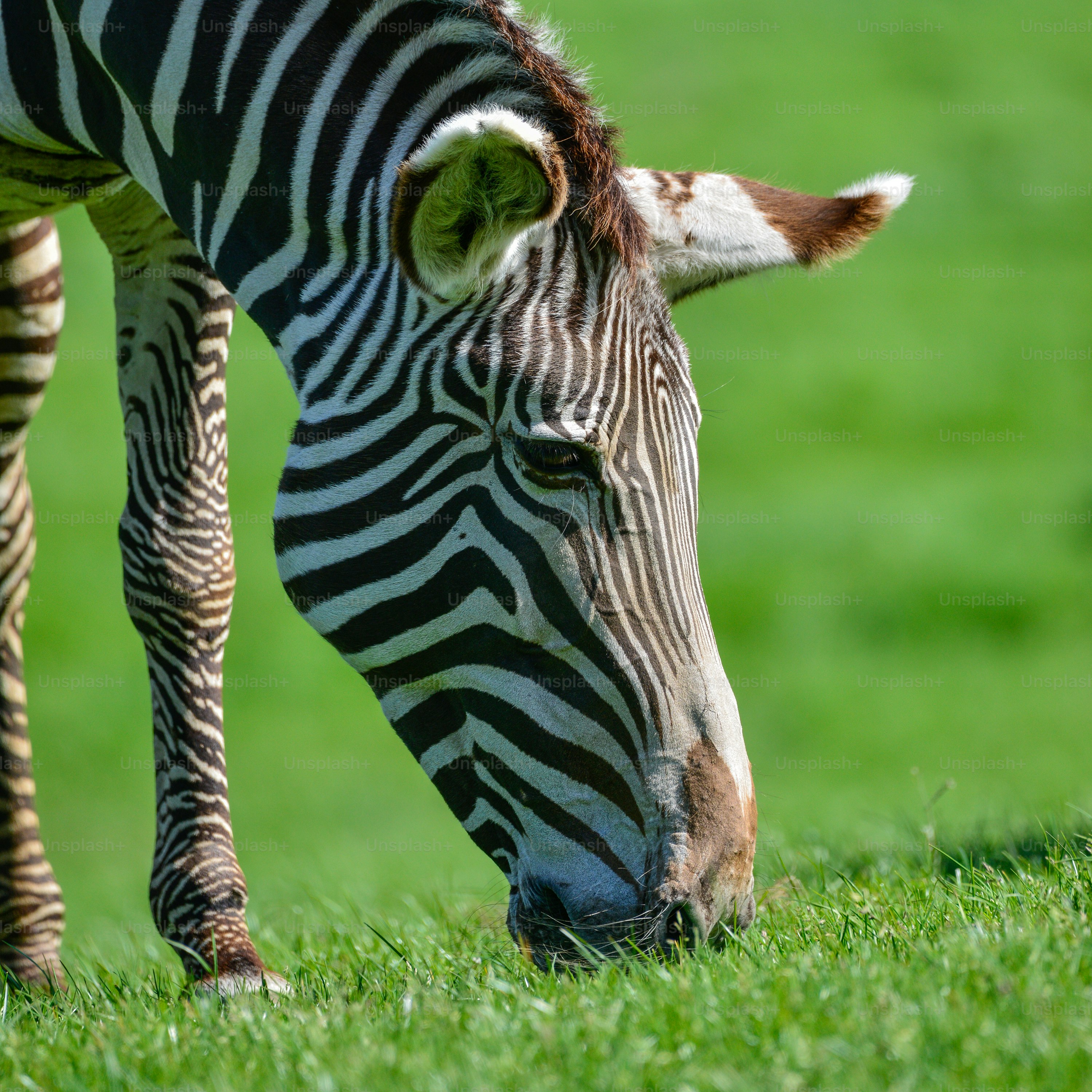 Wunderschönes intimes Nahaufnahmeporträt von Chapmans Zebra Equus Quagga Chapmani