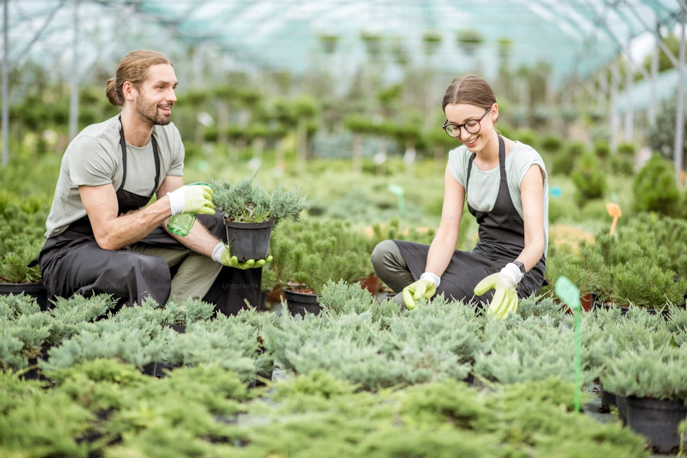 Young couple of workers in uniform taking care of plants at the greenhouse of the plant shop
