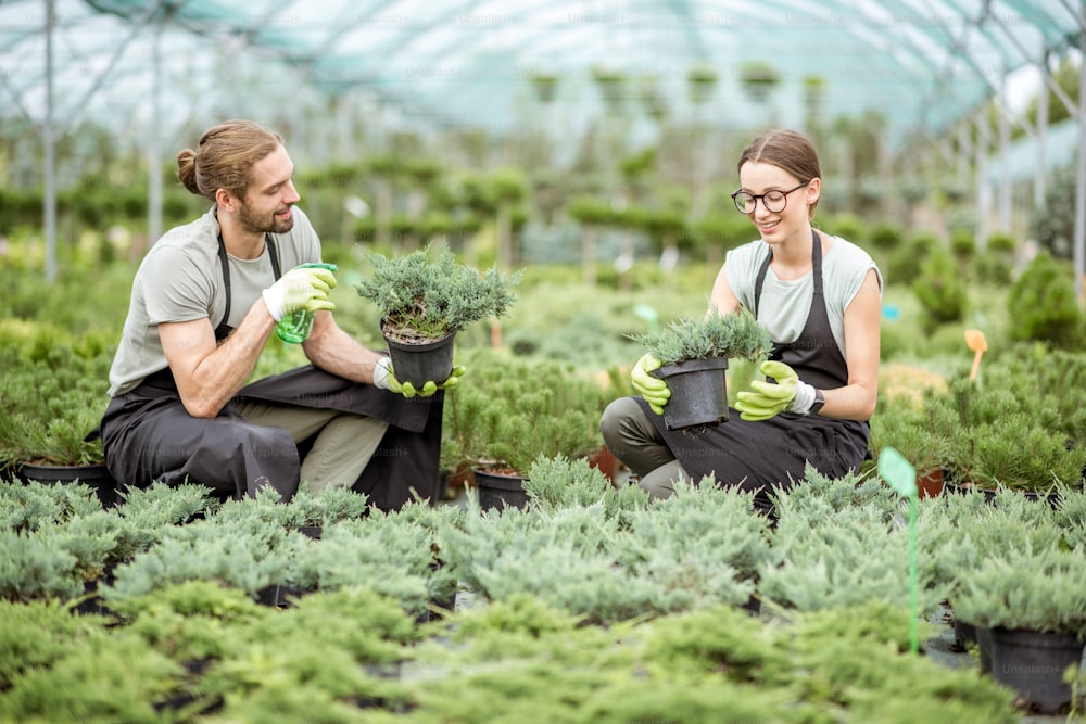 Joven pareja de trabajadores uniformados cuidando plantas en el invernadero de la tienda de plantas