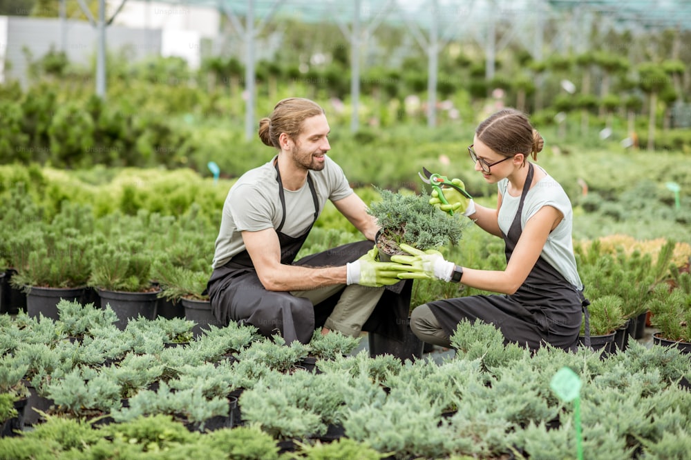 Joven pareja de trabajadores uniformados cuidando plantas en el invernadero de la tienda de plantas