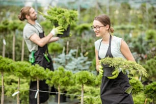 Jeune couple d’ouvriers en uniforme travaillant avec des plantes vertes tenant des pots avec un buisson de conifères dans la serre