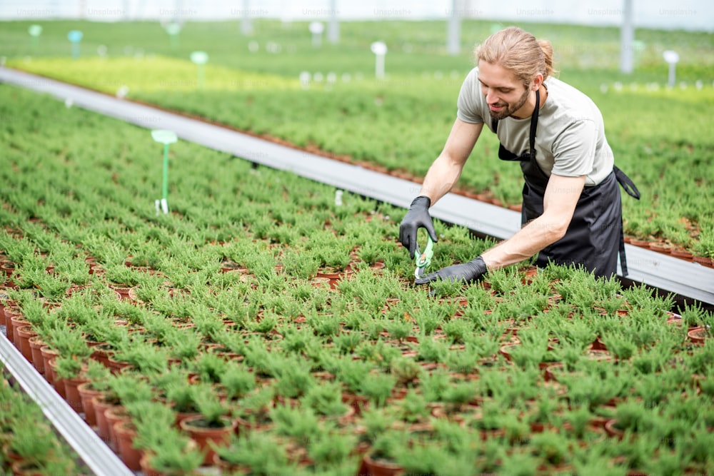 Worker cutting with scissors tops of plants for better growing in the greenhouse of plant production