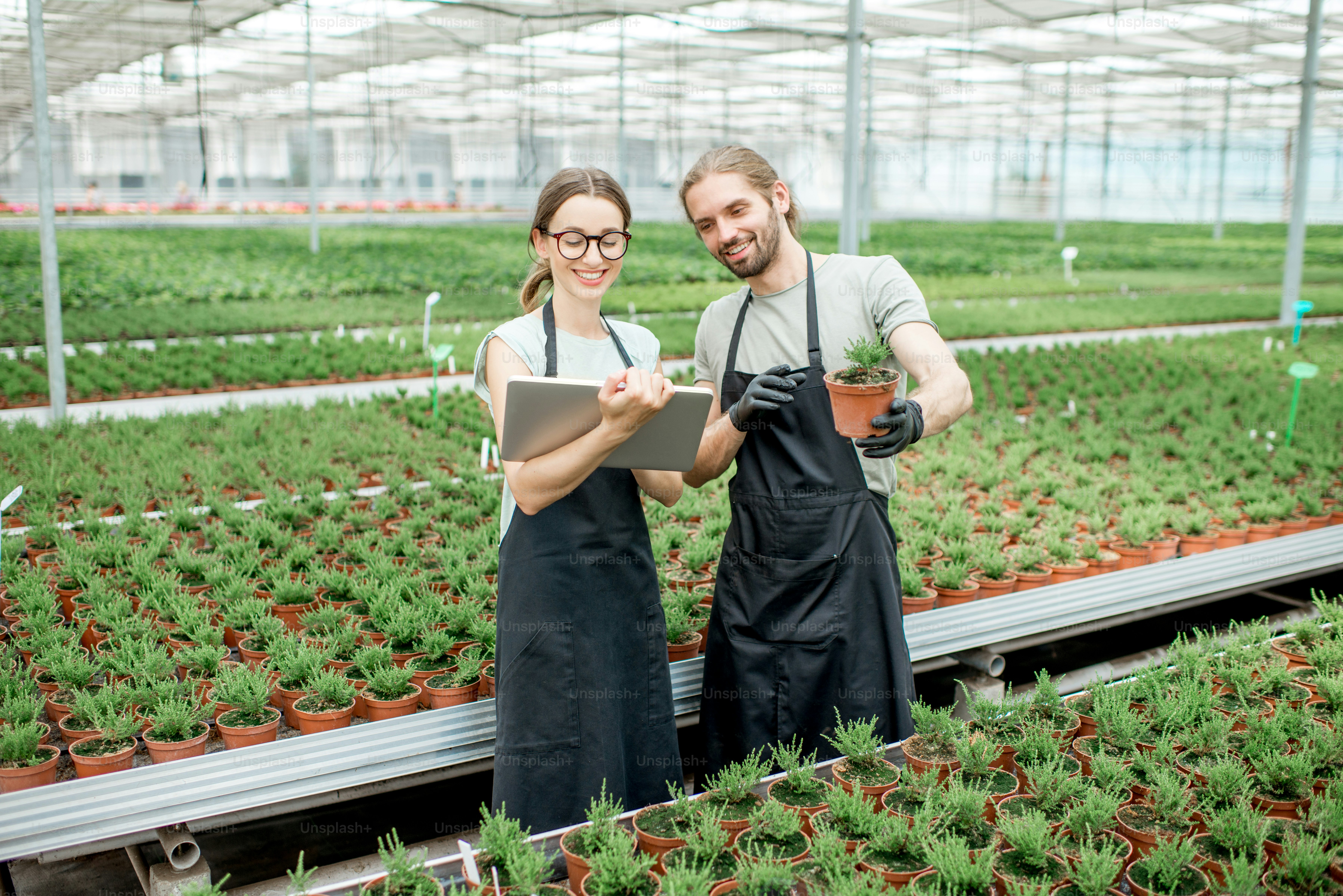 Pareja de trabajadores trabajando con tableta digital supervisando el cultivo de plantas en el invernadero de la producción de plantas