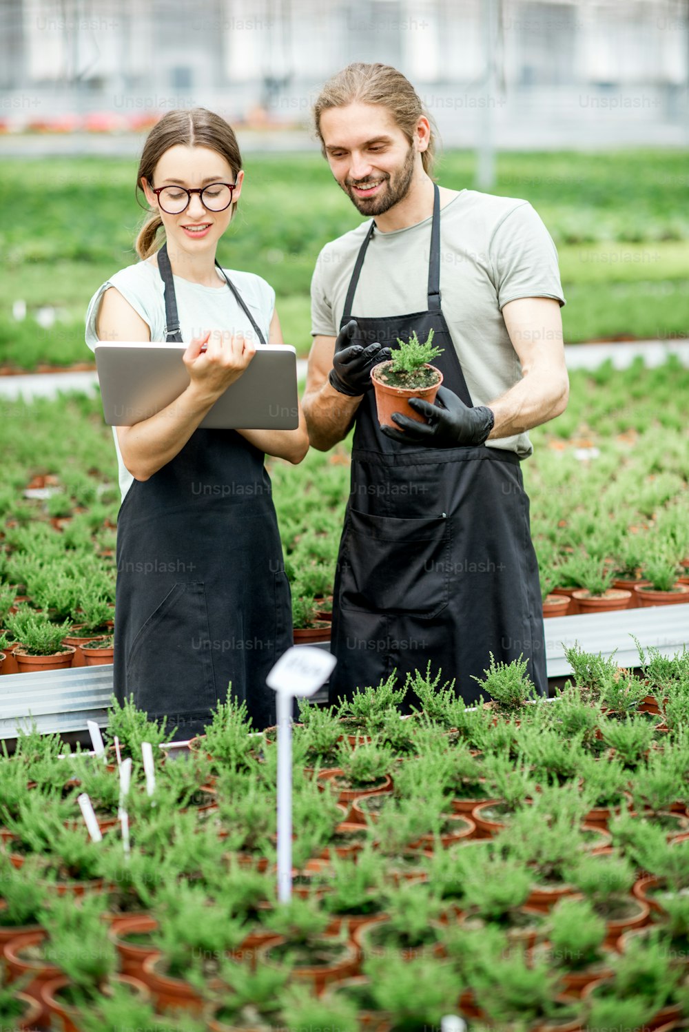 Couple of workers working with digital tablet supervising the growing of plants in the greenhouse of the plants production