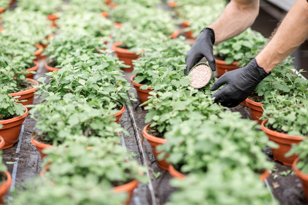 Pouring mineral fertilizers into the plants growing in the greenhouse at the plant production, close-up view