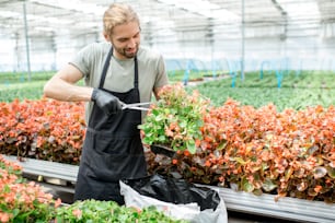 Worker cutting blossom of flowers for better growing in the greenhouse of plant production farm