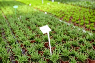 Plantas verdes que crecen en el invernadero de la granja de producción de plantas