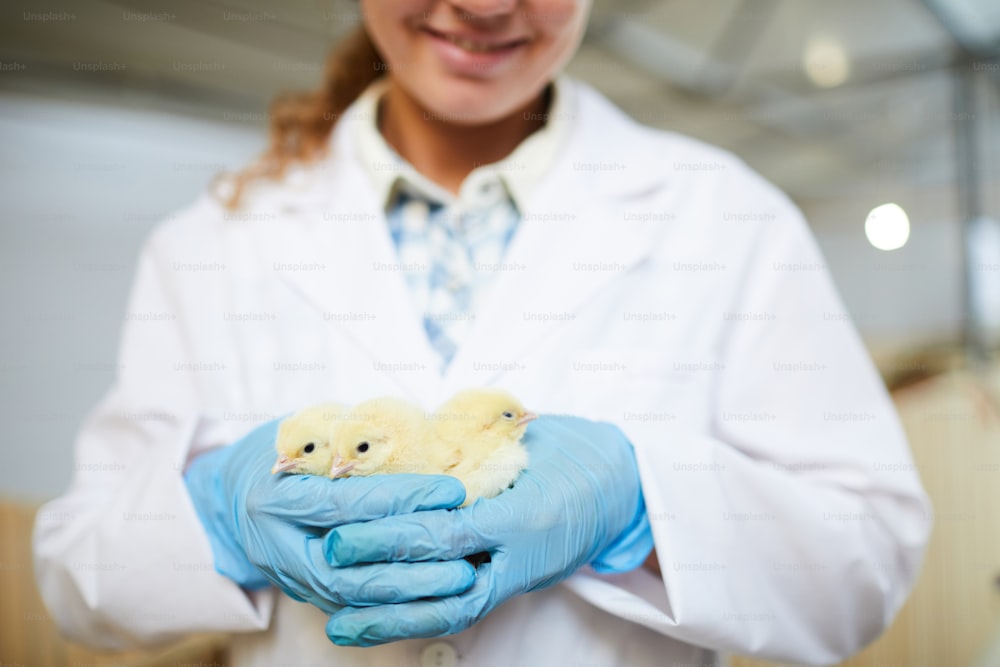 Young female agroengineer in whitecoat and gloves holding group of small chicks of new breed