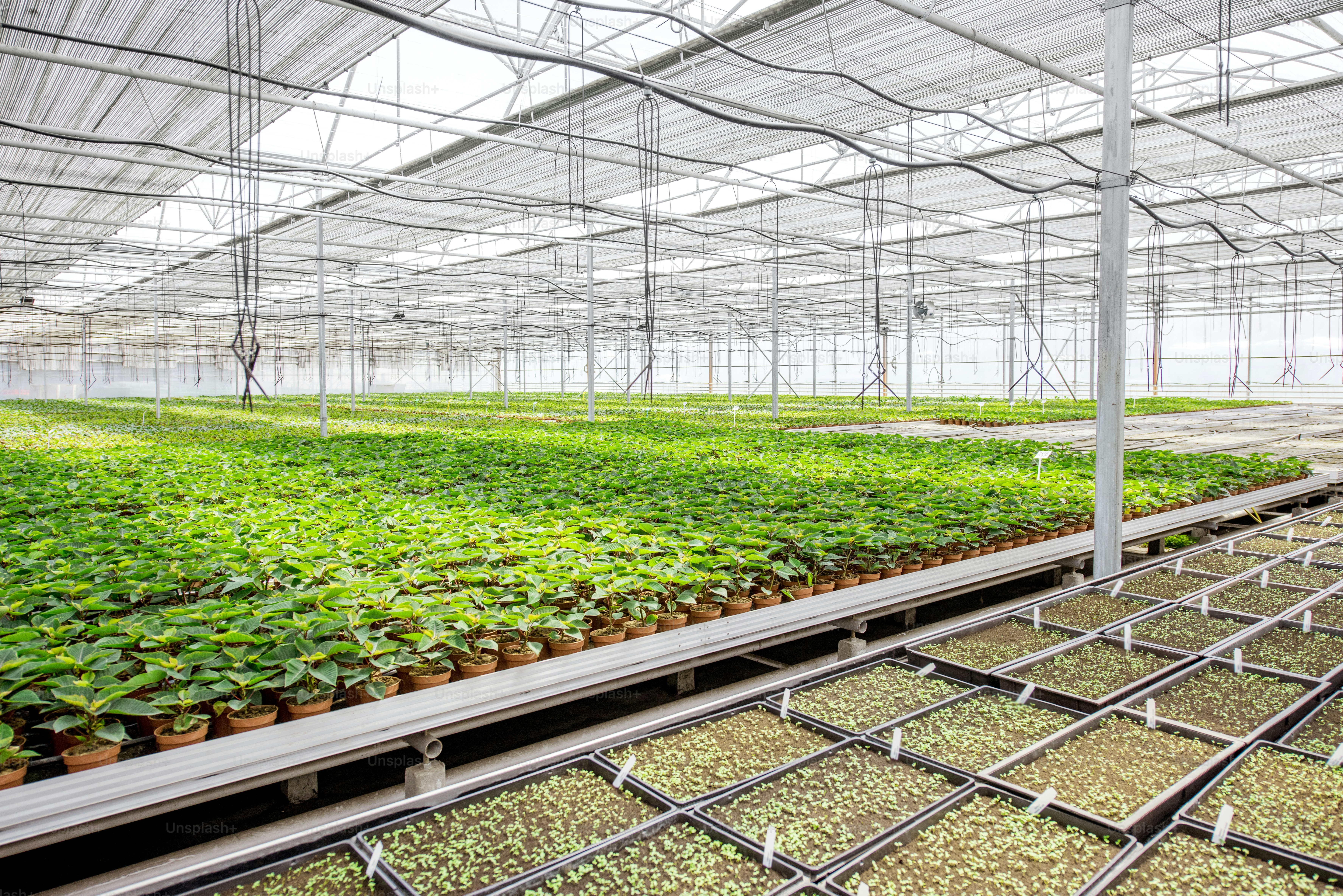 Christmas flowers growing in the greenhouse of the plant production farm
