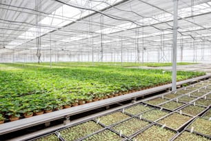 Flores navideñas que crecen en el invernadero de la granja de producción de plantas