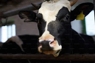 Testa di una delle mucche da latte dell'allevamento di bollitori tra due barre metalliche che ti guardano
