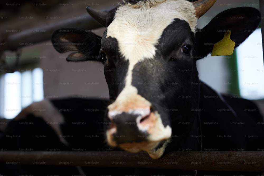 釜農場の乳牛の頭が、2本の金属製の棒の間に挟まれてこちらを見ている