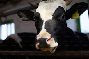 Head of one of dairy cows from kettle farm between two metallic bars looking at you