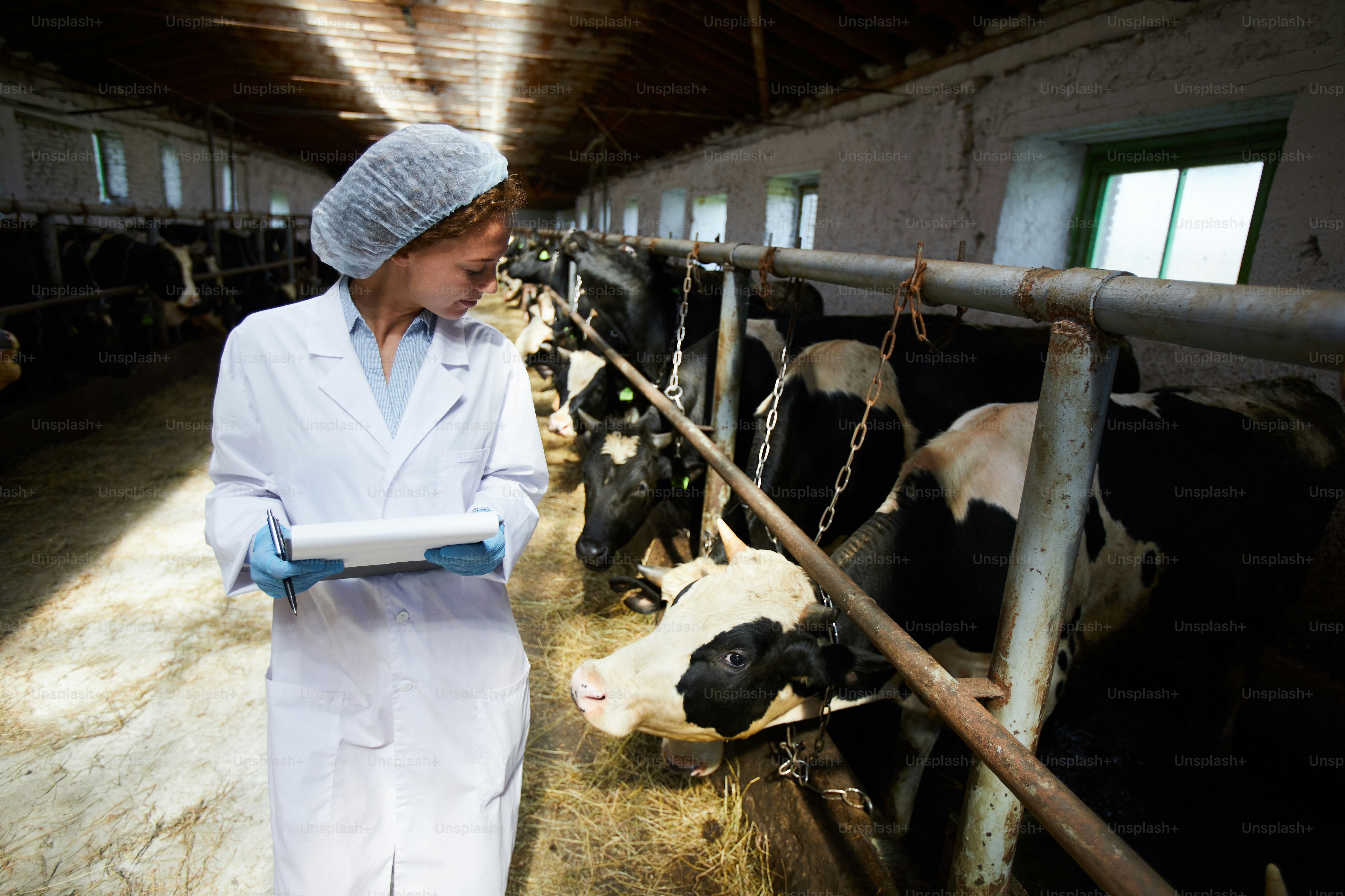 One of dairy cows looking after worker of kettlefarm walking by one of ...