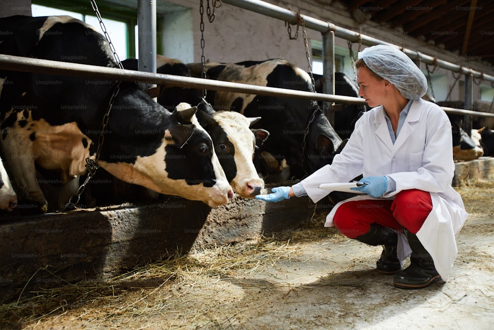 Jeune armatrice professionnelle en uniforme accroupie près de l’étable et tendant la main pour traire les vaches
