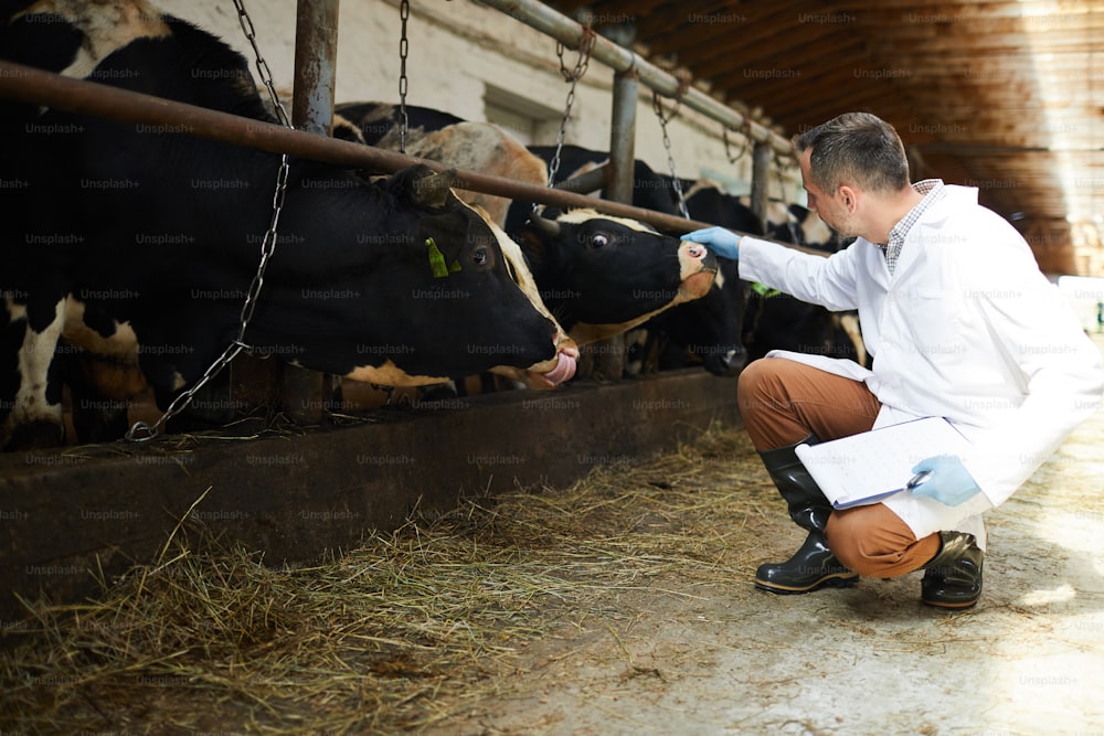 Young man in whitecoat standing by stable and touching nose of one of dairy cows