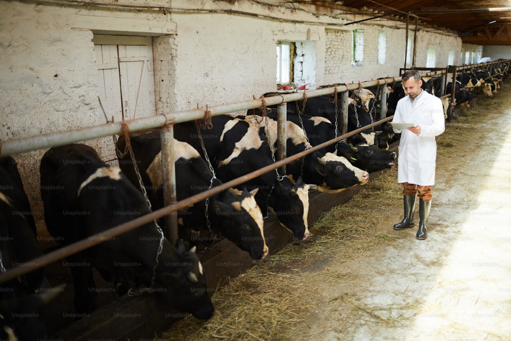 牛舎のそばに立って乳牛の世話を観察する釜農家のプロ