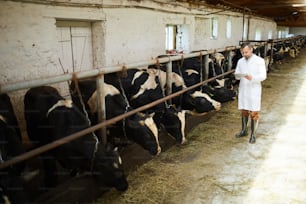 Professional farmer of kettlefarm standing by one of cowsheds and observing after dairy cows