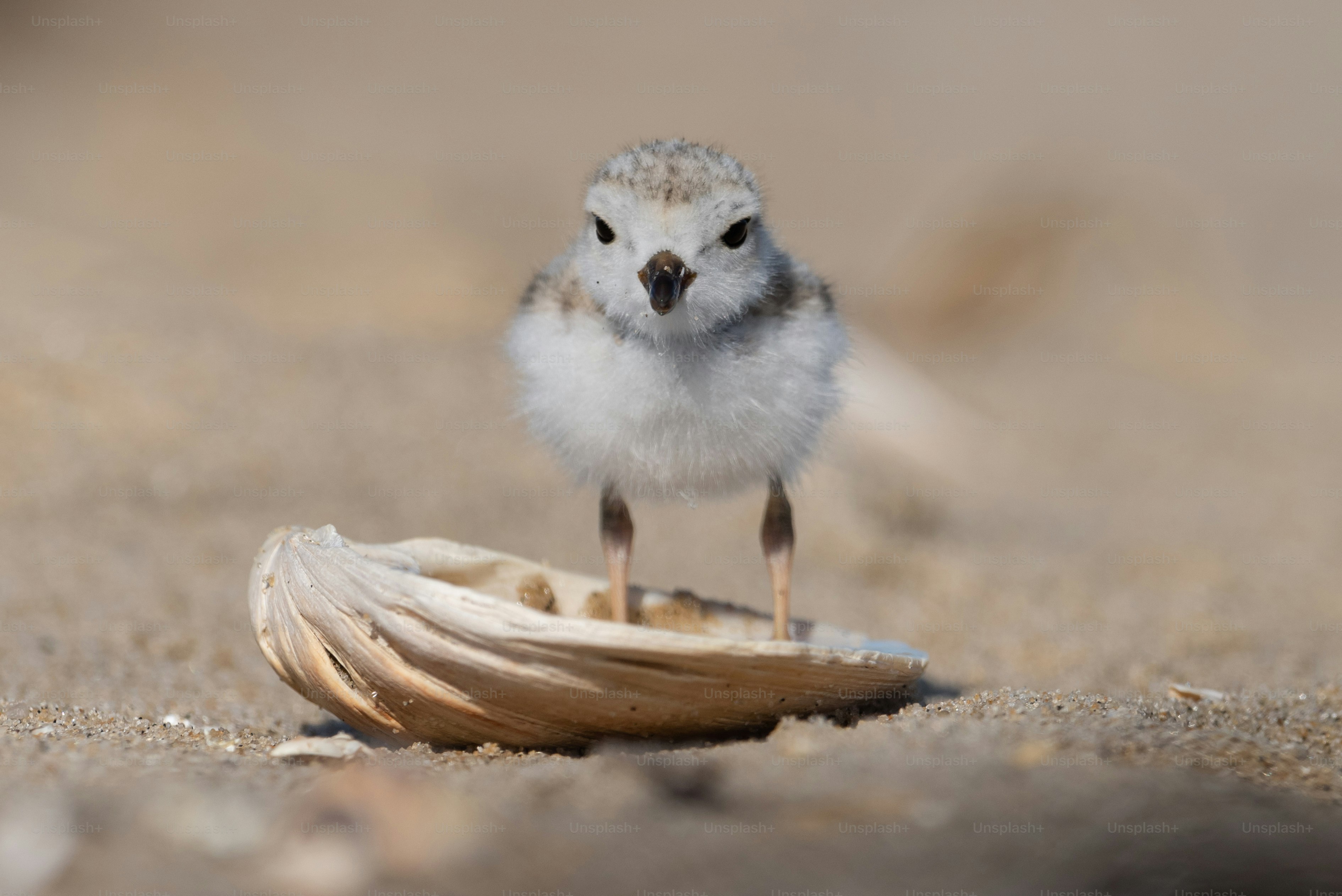 Ein vom Aussterben bedrohter Regenpfeifer am Strand.