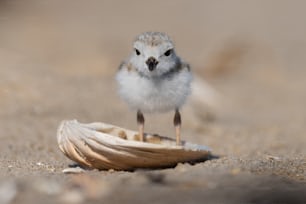 An endangered piping plover on the beach.