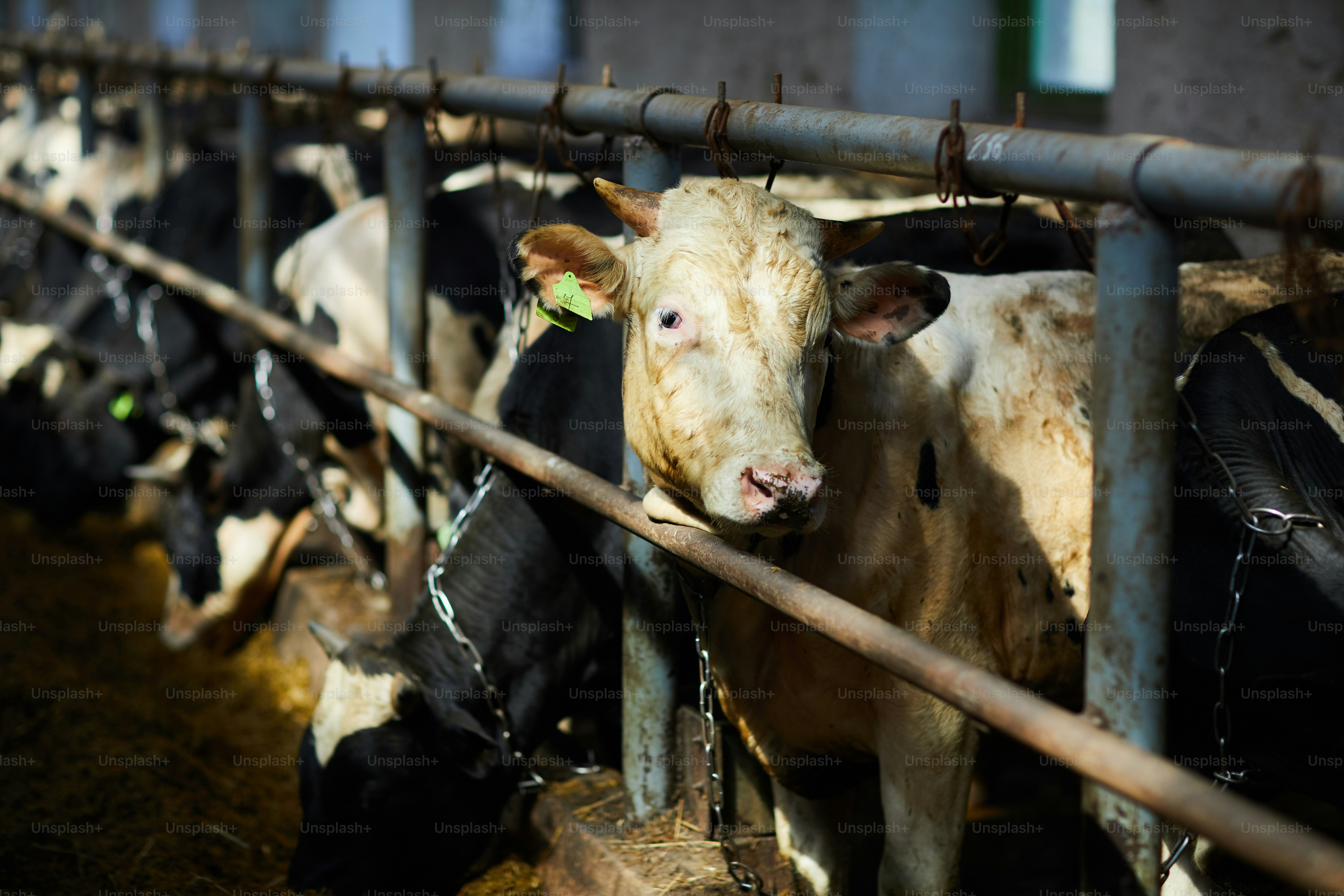 View of cow legs standing in row in stable and forming long tunnel ...